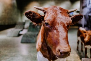 NationalparkHoheTauern